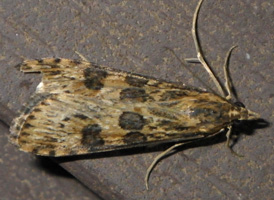 Lucerne Moth